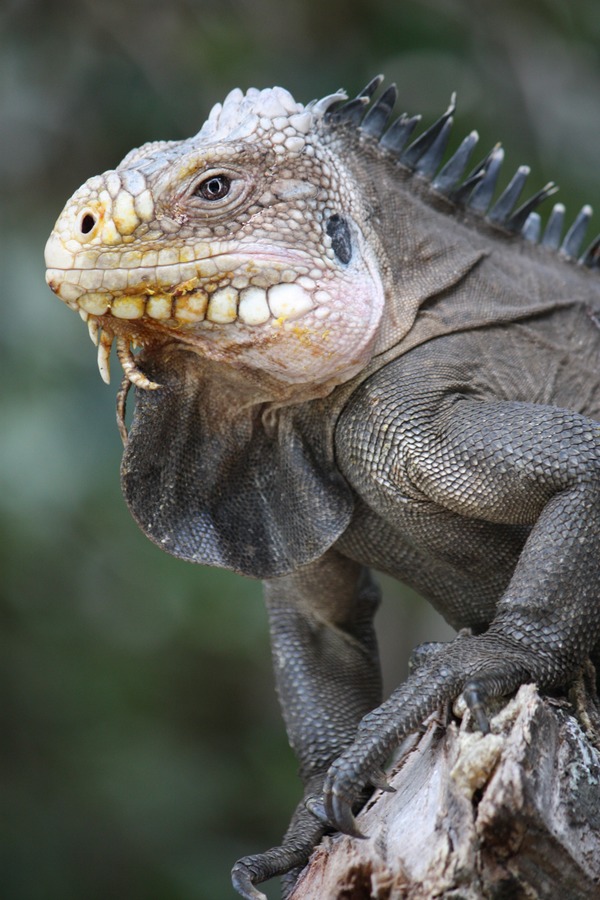 Iguana Lizard Iguanidae Photo Iguana_delicatissima_in_Coulibistrie_e03