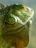 Iguana Lizard Iguanidae Photo Iguana_iguana_head