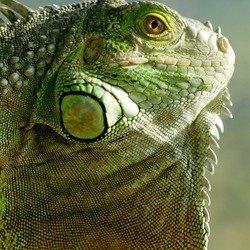 Iguana Lizard Iguanidae Photo Iguana_iguana_head