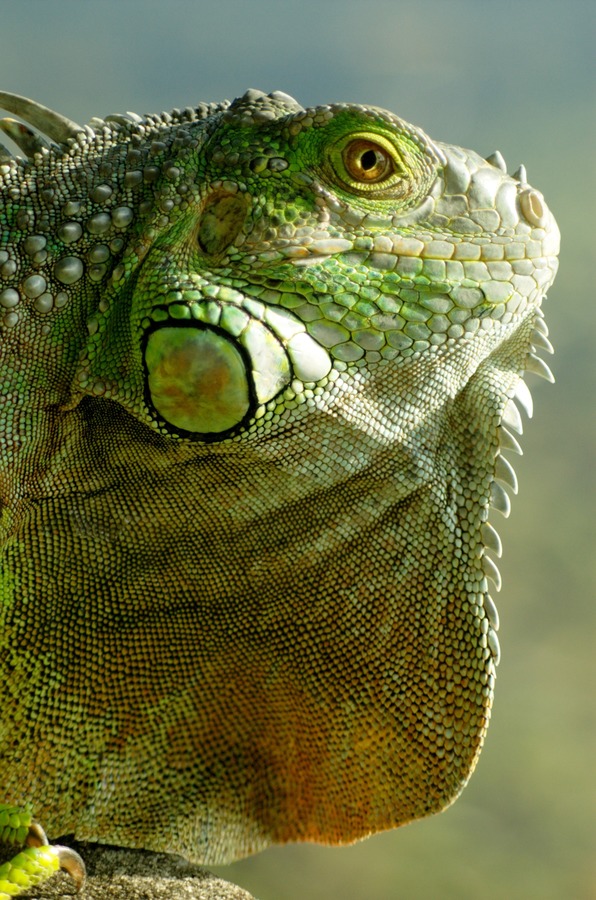 Iguana Lizard Iguanidae Photo Iguana_iguana_head