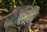 Reptiles