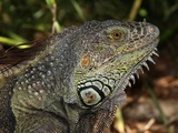 Iguana Lizard Iguanidae Photo Lizard Iguanidae Photo Iguana Iguana_iguana_male_head