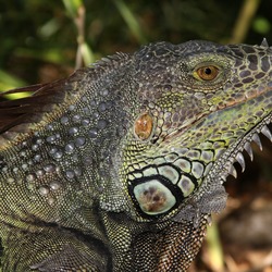 Iguana Lizard Iguanidae Photo Lizard Iguanidae Photo Iguana Iguana_iguana_male_head