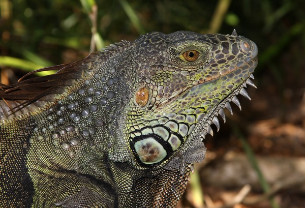 Iguana Lizard Iguanidae Photo Lizard Iguanidae Photo Iguana Iguana_iguana_male_head