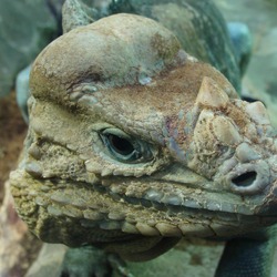 Iguana Lizard Iguanidae Photo Photo Iguana Iguanidae Lizard Iguana Lizard Iguanidae Photo Cyclura_cornuta_004_-_Zoo_Aquarium_de_Madrid