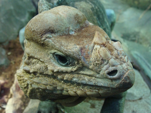 Iguana Lizard Iguanidae Photo Photo Iguana Iguanidae Lizard Iguana Lizard Iguanidae Photo Cyclura_cornuta_004_-_Zoo_Aquarium_de_Madrid