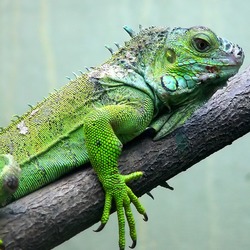 Iguana Lizard Iguanidae Photo Photo Iguana Lizard Iguanidae Iguanidae Photo Iguana Lizard Darica_Iguana_02358