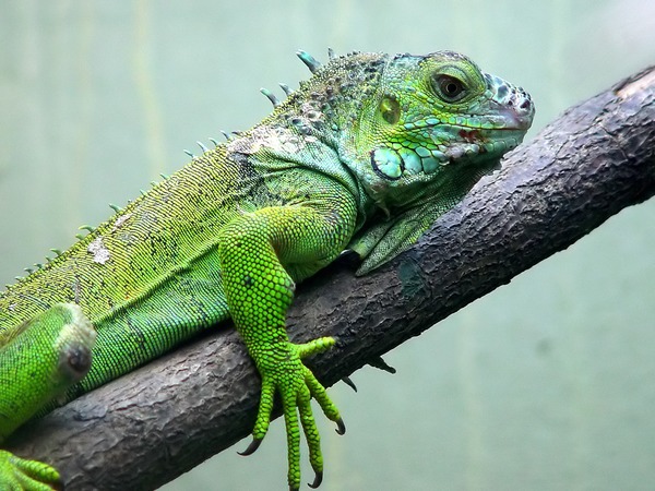 Iguana Lizard Iguanidae Photo Photo Iguana Lizard Iguanidae Iguanidae Photo Iguana Lizard Darica_Iguana_02358