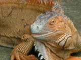 Reptiles