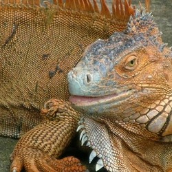 Iguana Lizard Iguanidae Photo Photo Lizard Iguana Iguanidae Lizard Iguanidae Photo Iguana Iguana