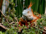 Iguana Lizard Photo Iguanidae IGUANA2