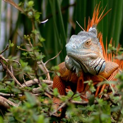 Iguana Lizard Photo Iguanidae IGUANA2