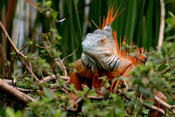 Iguana Lizard Photo Iguanidae IGUANA2