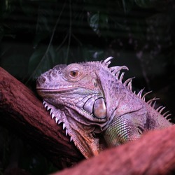 Iguana Lizard Photo Iguanidae Iguana_iguana_zielony2