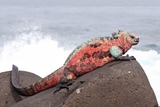 Iguana