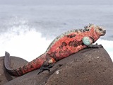 Iguana Lizard Photo Iguanidae Marine-Iguana-Espanola