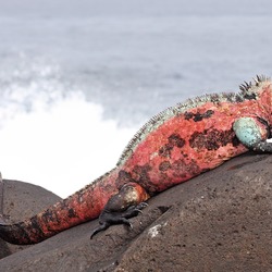 Iguana Lizard Photo Iguanidae Marine-Iguana-Espanola