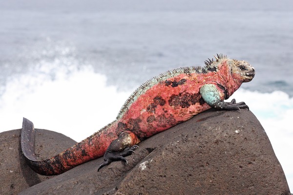 Iguana Lizard Photo Iguanidae Marine-Iguana-Espanola