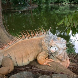 Iguana Lizard Photo Iguanidae Photo Iguana Iguanidae Lizard Lizard Iguanidae Photo Iguana Iguana_iguana_Puerto_Rico_zoo