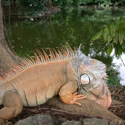 Iguana Lizard Photo Iguanidae Photo Iguana Iguanidae Lizard Lizard Iguanidae Photo Iguana Iguana_iguana_Puerto_Rico_zoo