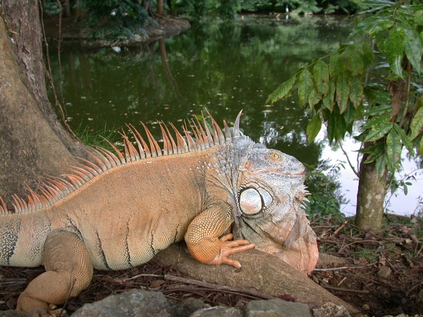 Iguana Lizard Photo Iguanidae Photo Iguana Iguanidae Lizard Lizard Iguanidae Photo Iguana Iguana_iguana_Puerto_Rico_zoo