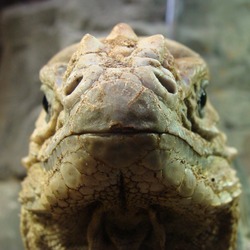 Iguana Lizard Photo Iguanidae Photo Iguana Lizard Iguanidae Lizard Iguanidae Iguana Photo Cyclura_cornuta_005_-_Zoo_Aquarium_de_Madrid