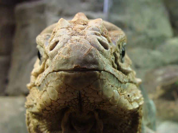 Iguana Lizard Photo Iguanidae Photo Iguana Lizard Iguanidae Lizard Iguanidae Iguana Photo Cyclura_cornuta_005_-_Zoo_Aquarium_de_Madrid