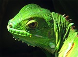 Reptiles