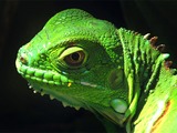 Iguana Photo Iguanidae Lizard Iguana_head