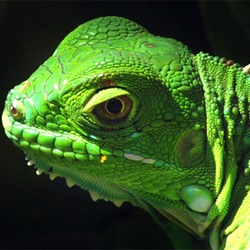 Iguana Photo Iguanidae Lizard Iguana_head