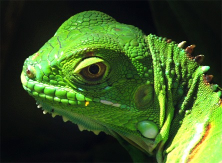 Iguana Photo Iguanidae Lizard Iguana_head