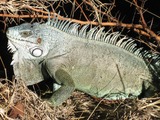 Iguana Photo Iguanidae Lizard Iguana_iguana02