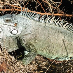 Iguana Photo Iguanidae Lizard Iguana_iguana02