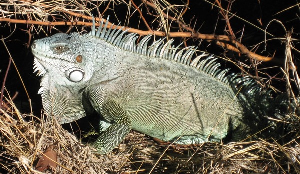 Iguana Photo Iguanidae Lizard Iguana_iguana02