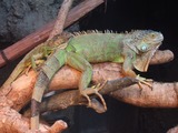 Iguana Photo Iguanidae Lizard Iguana_iguana_-Ueno_Zoo_-Tokyo_-Japan-8a