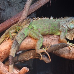 Iguana Photo Iguanidae Lizard Iguana_iguana_-Ueno_Zoo_-Tokyo_-Japan-8a