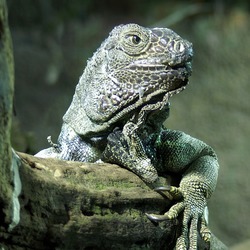 Iguana Photo Iguanidae Lizard Iguana_iguana_Orchi_02