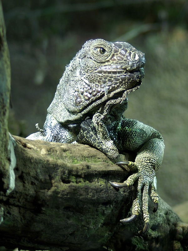 Iguana Photo Iguanidae Lizard Iguana_iguana_Orchi_02