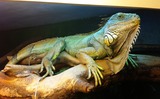 Reptiles