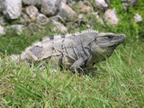 Iguana Photo Iguanidae Lizard Photo Iguana Iguanidae Lizard Lizard Photo Iguana Iguanidae Iguana_in_Mexico