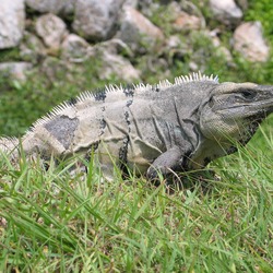 Iguana Photo Iguanidae Lizard Photo Iguana Iguanidae Lizard Lizard Photo Iguana Iguanidae Iguana_in_Mexico