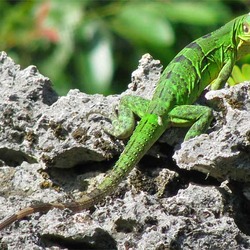 Iguana Photo Iguanidae Lizard Photo Iguana Lizard Iguanidae Green_iguana