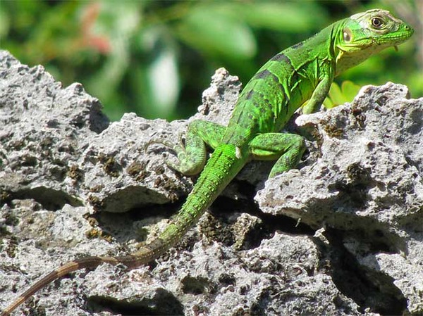 Iguana Photo Iguanidae Lizard Photo Iguana Lizard Iguanidae Green_iguana