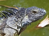 Iguana Photo Iguanidae Lizard Photo Iguana Lizard Iguanidae Lizard Photo Iguanidae Iguana Iguanidae Lizard Photo Iguana Cayman_Iguana