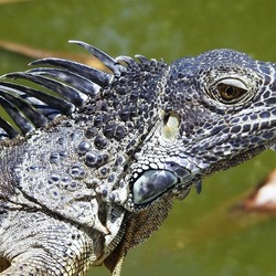 Iguana Photo Iguanidae Lizard Photo Iguana Lizard Iguanidae Lizard Photo Iguanidae Iguana Iguanidae Lizard Photo Iguana Cayman_Iguana