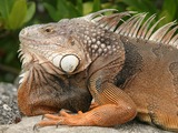 Iguana Photo Lizard Iguanidae Iguana Photo Lizard Iguanidae FL_Iguana