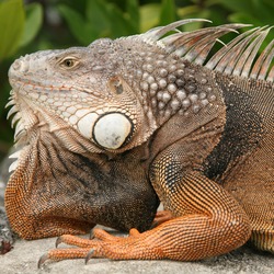 Iguana Photo Lizard Iguanidae Iguana Photo Lizard Iguanidae FL_Iguana