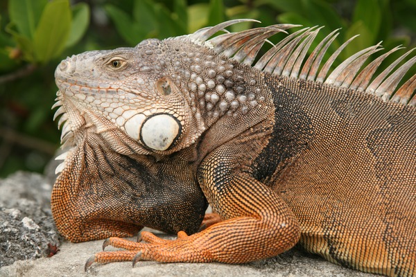 Iguana Photo Lizard Iguanidae Iguana Photo Lizard Iguanidae FL_Iguana