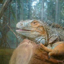 Iguana Photo Lizard Iguanidae Iguana_iguana2