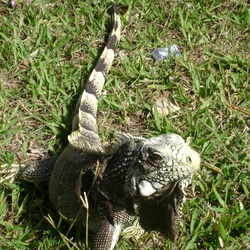 Iguana Photo Lizard Iguanidae Iguanacaldasdojorro